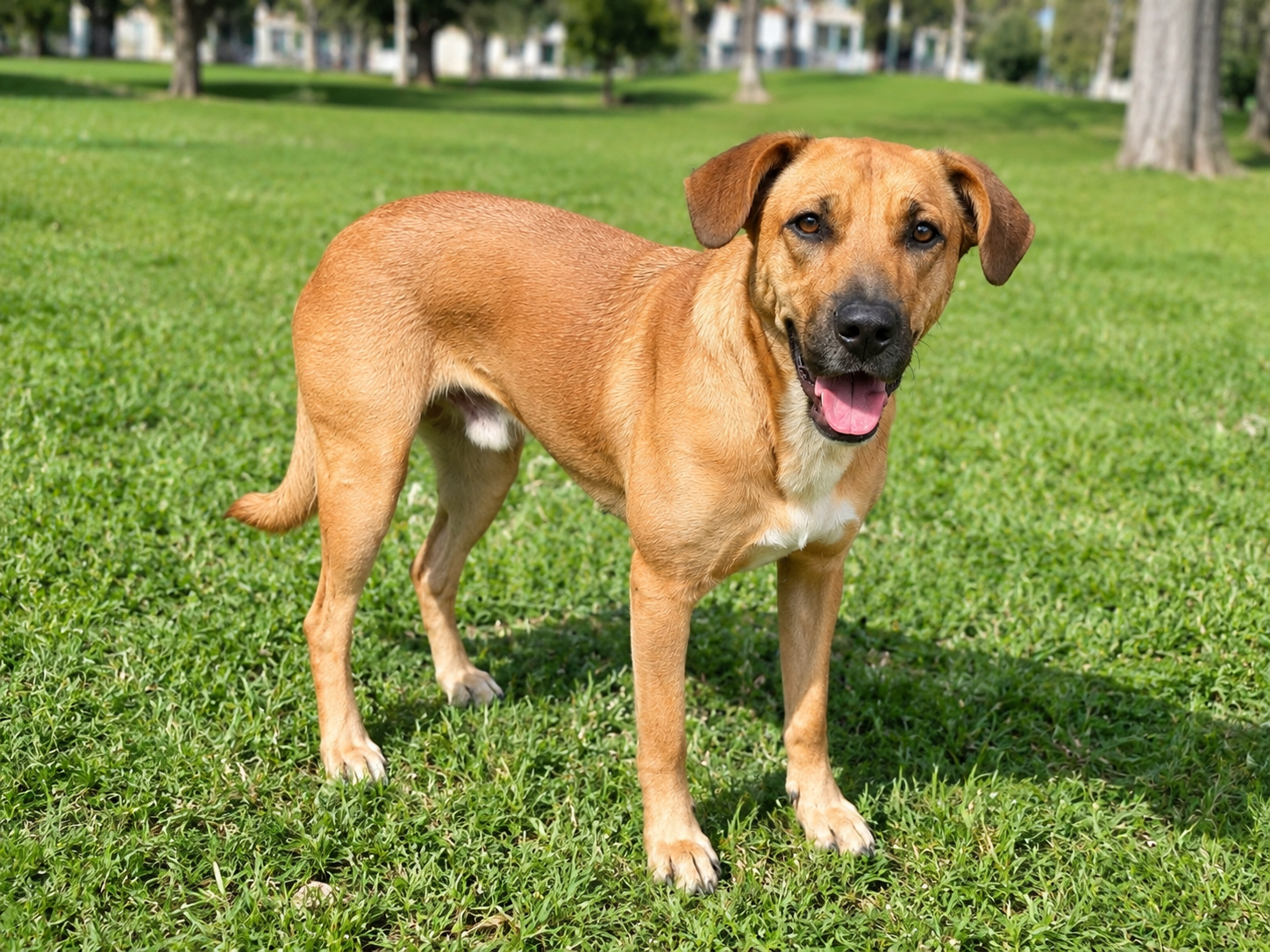 Max, perro mestizo de 4 años, en un parque